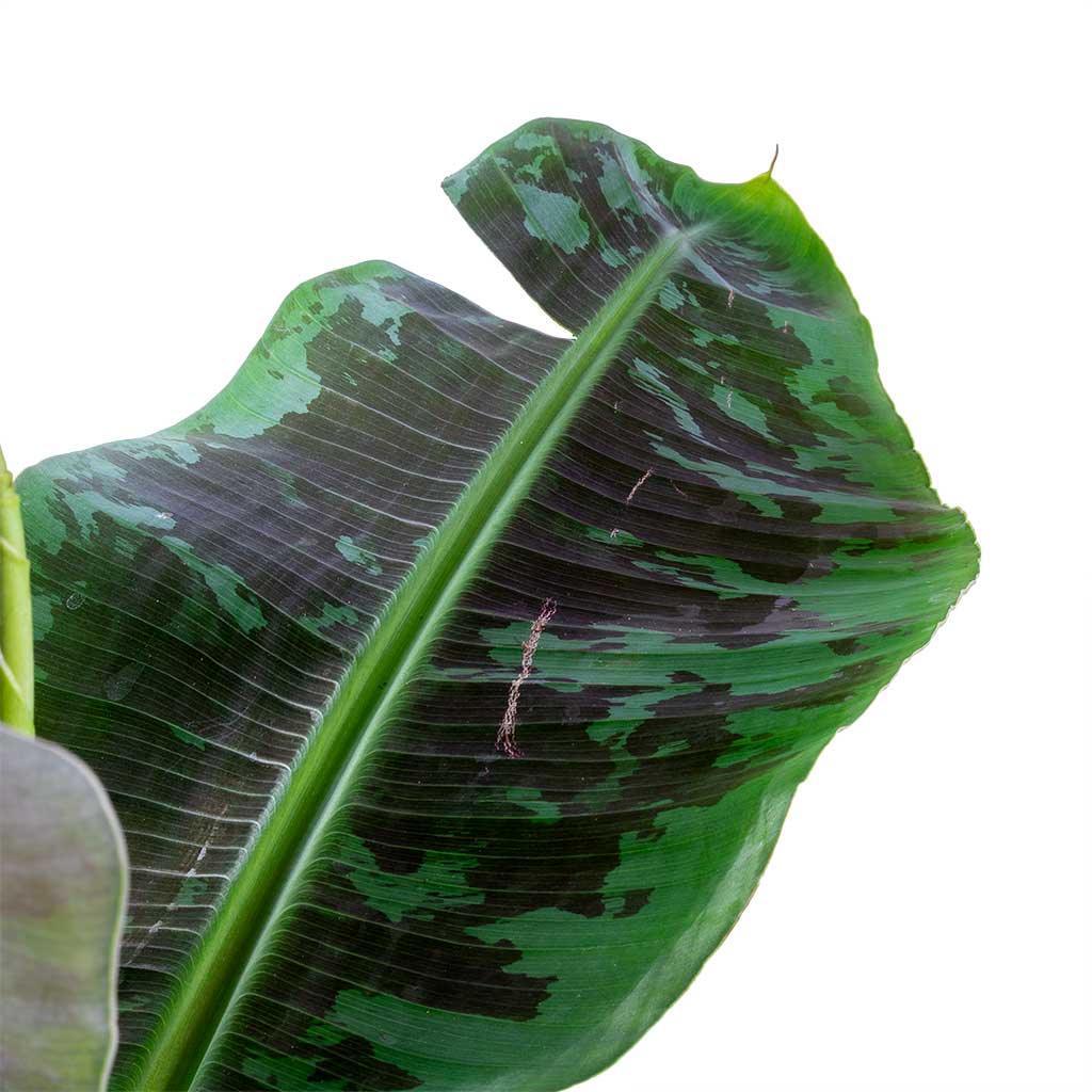 Musa Dwarf Cavendish - Banana Plant - Split Leaf