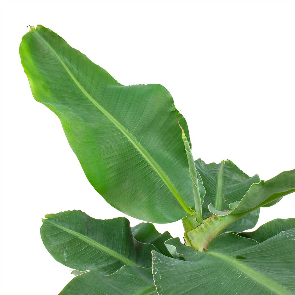 Musa Tropicana - Super Dwarf Cavendish Banana Plant Leaves