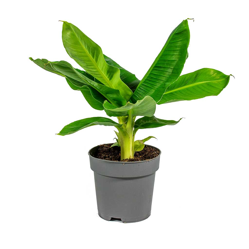 Musa Tropicana - Super Dwarf Cavendish Banana Plant - Small