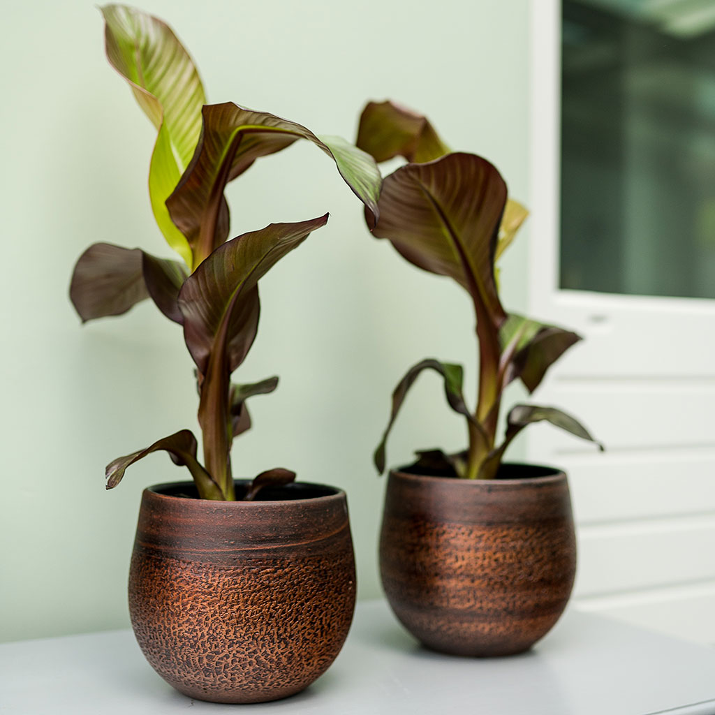 Mya Plant Pots Shiny Mocha & Houseplants