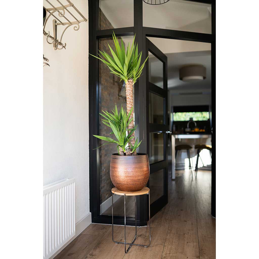 Mya Plant Pot Shiny Mocha & Yucca Houseplant & Plant Stand