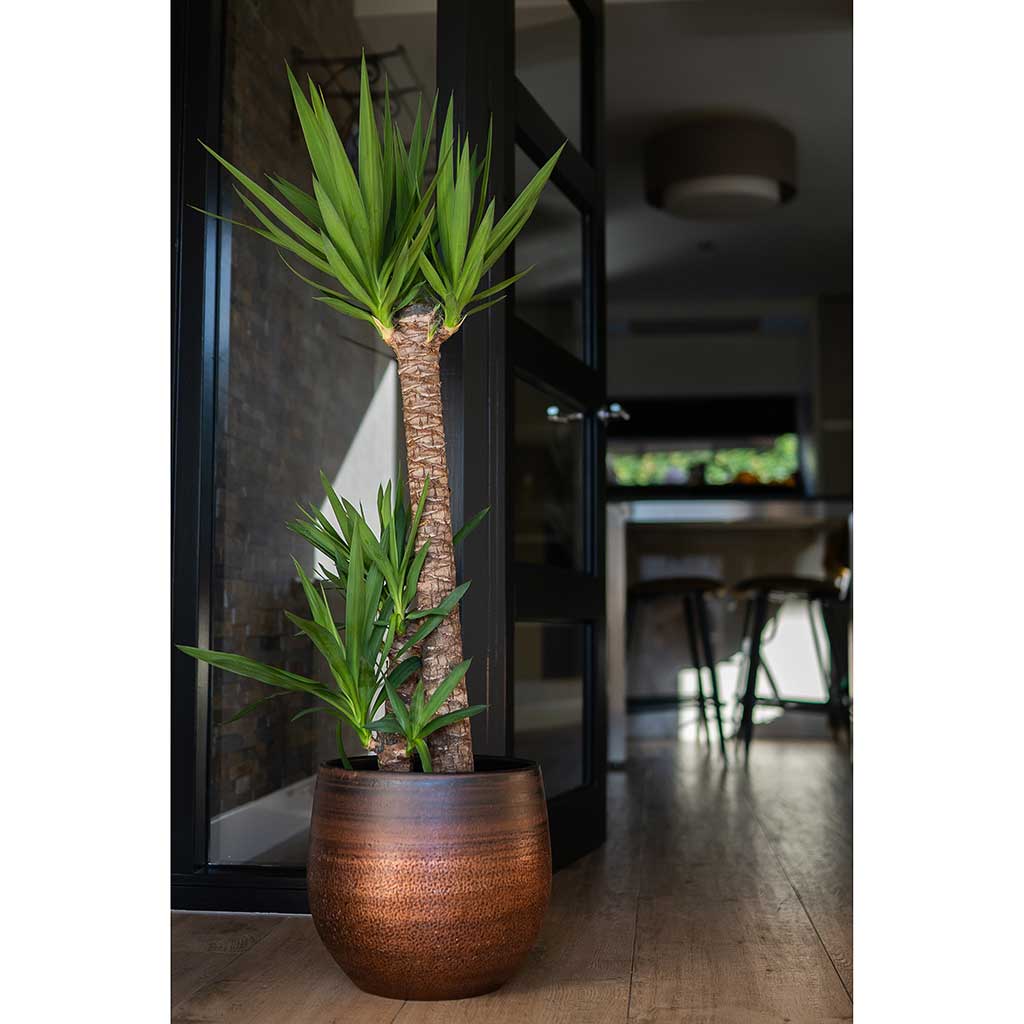Mya Plant Pot Shiny Mocha & Yucca Houseplant