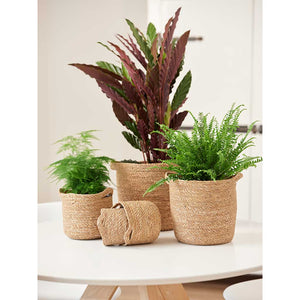 Nelis Plant Baskets - Natural & Houseplants