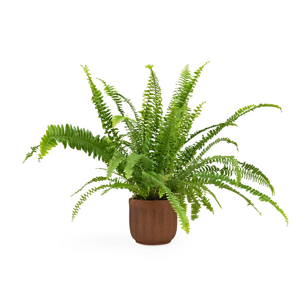 Nephrolepis exaltata Bostoniensis - Boston Fern Houseplant & Duncan Plant Pot - Rust