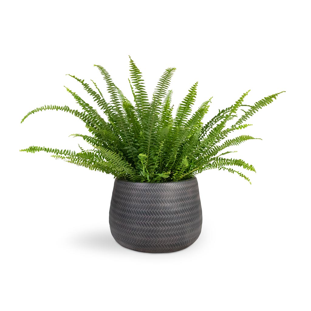 Nephrolepis exaltata Bostoniensis - Boston Fern Houseplant & Angle Darcy Plant Pot - Anthracite