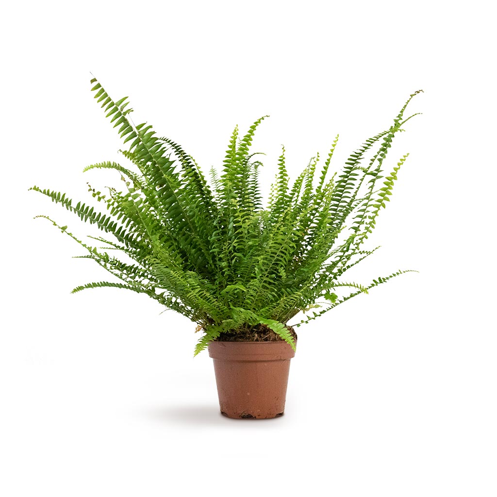 Nephrolepis exaltata Bostoniensis Houseplant - Boston Fern Indoor Plant