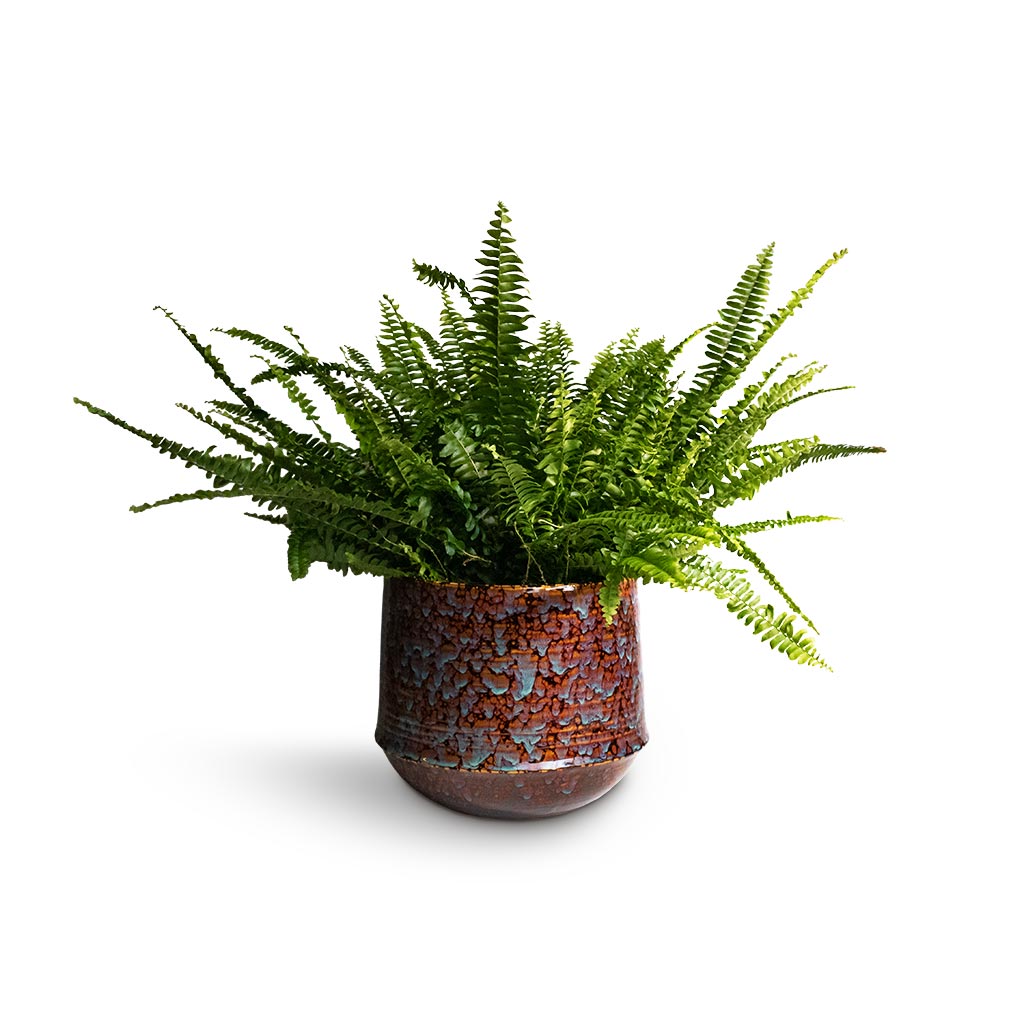 Nephrolepis exaltata Bostoniensis - Boston Fern Houseplant & Noud Plant Pot - Marrakesh
