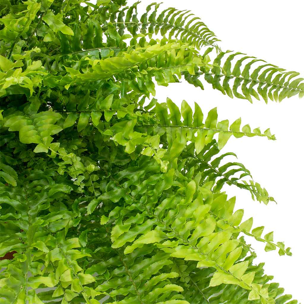 Nephrolepis exaltata Bostoniensis - Boston Fern Plants| Hortology ...