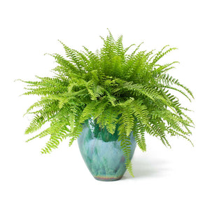 Nephrolepis exaltata Bostoniensis Boston Fern & Livin Beauty Copper Green Smooth Plant Vase