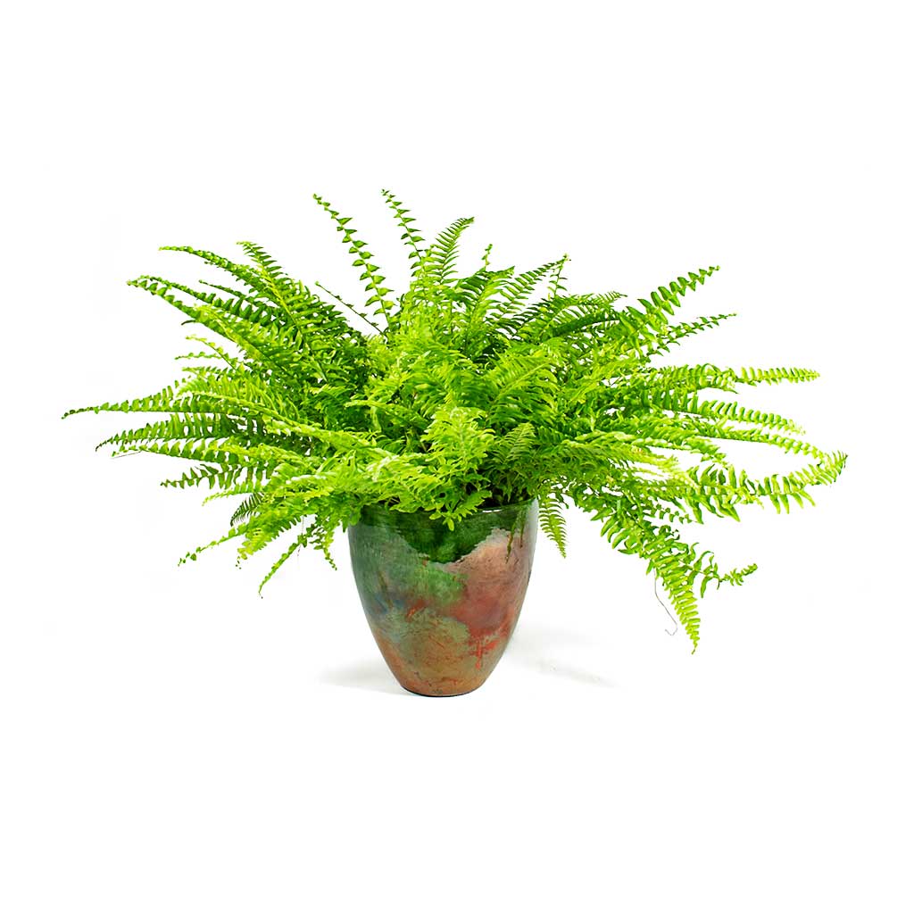 Nephrolepis exaltata Bostoniensis Boston Fern & Livin Beauty Flowerpot Copper Smooth