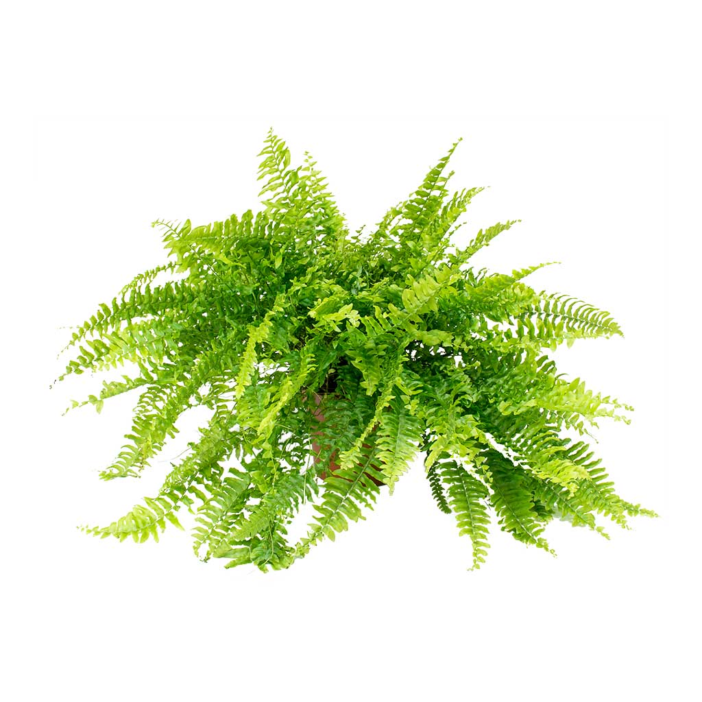 Nephrolepis exaltata Bostoniensis - Boston Fern 50cm