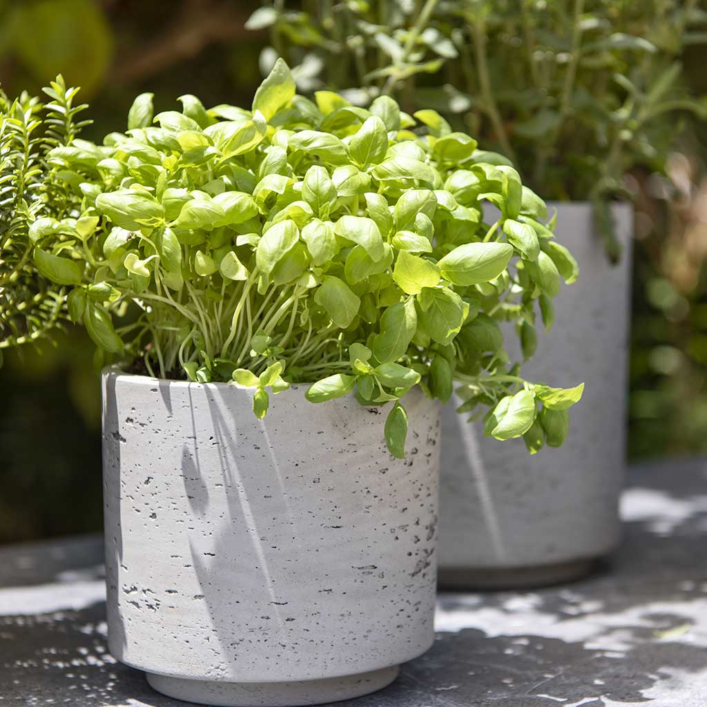 Novi Plant Pot - Grey Washed & Houseplant
