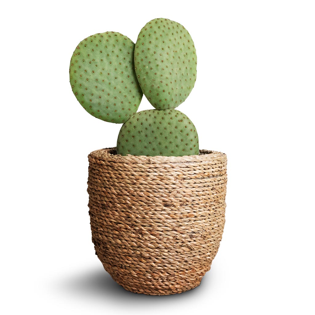Opuntia microdasys - Bunny Ear Cactus &amp; Cody Plant Pot - Straw Grass
