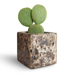 Opuntia microdasys - Bunny Ear Cactus & Lava Cube Relic Planter - Black