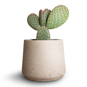 Opuntia microdasys - Bunny Ear Cactus & Patt Plant Pot - Grey Washed