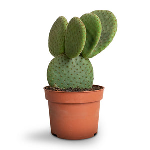 Opuntia microdasys - Bunny Ear Cactus