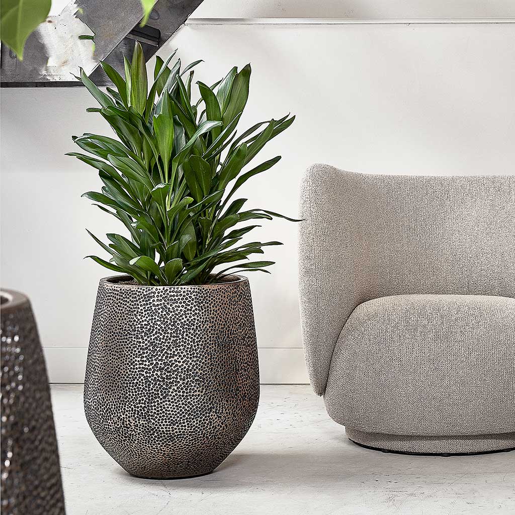 Opus Hit Darcy Planter - Gold & Cordyline Indoor Plant
