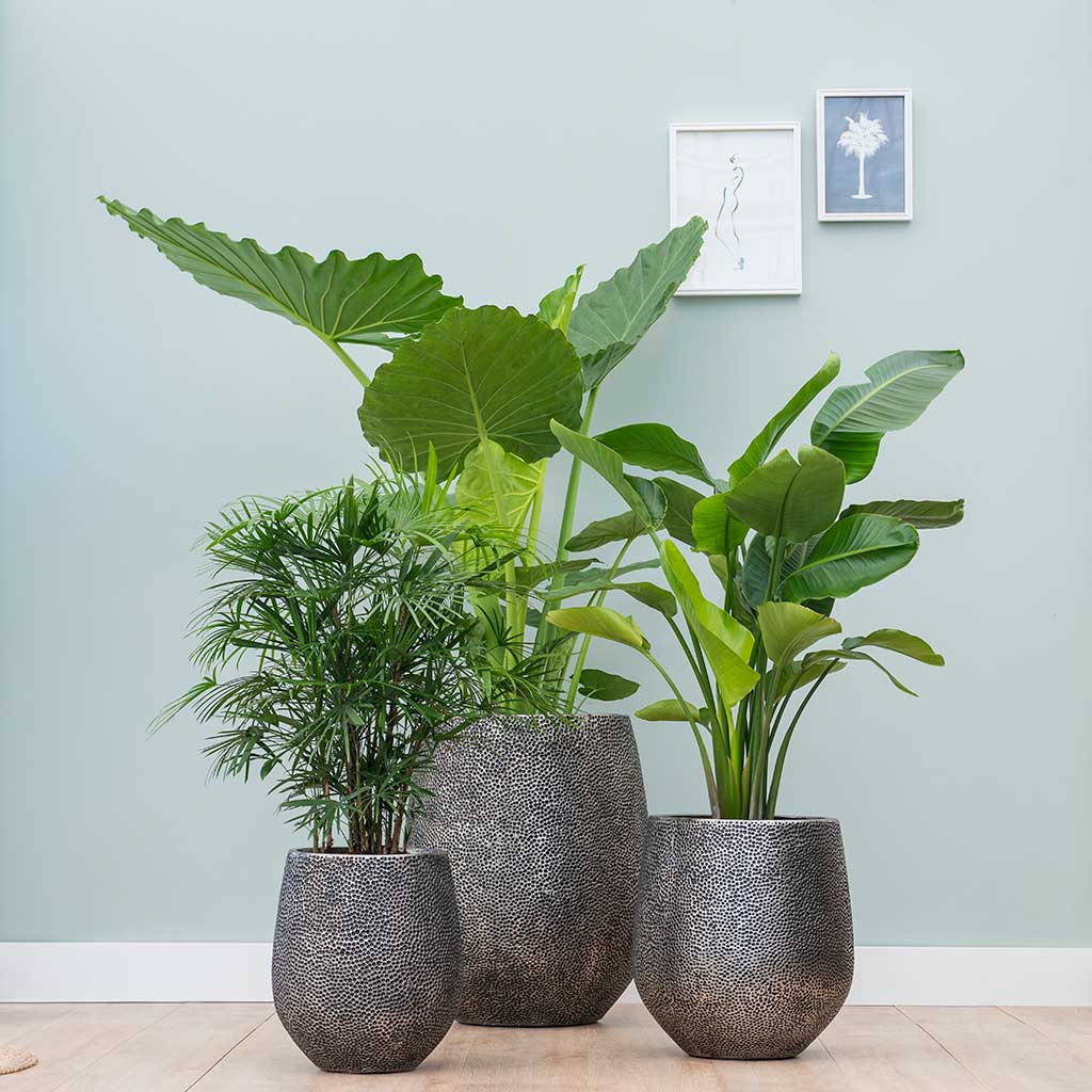 Opus Hit Darcy Planters - Silver& Indoor Plants