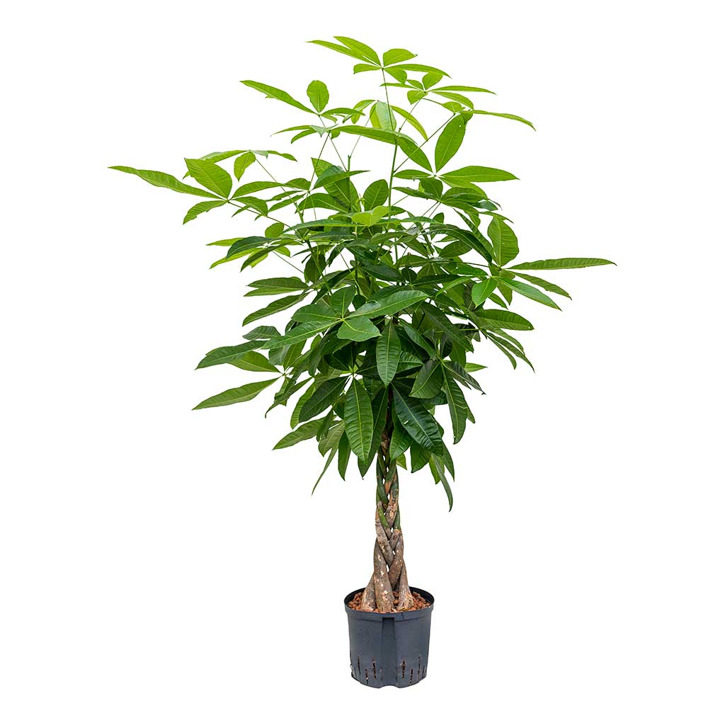 money tree hydroponics ltd portsmouth Pachira aquatica Hydroculture Indoor Plants - Easy Care | Hortology