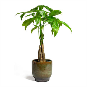 Pachira aquatica Money Tree & Linn Plant Pot - Deep Green