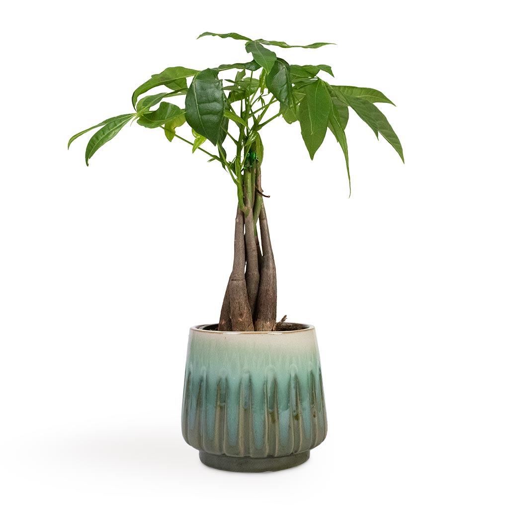 Pachira aquatica - Money Tree - Indoor Trees | Hortology