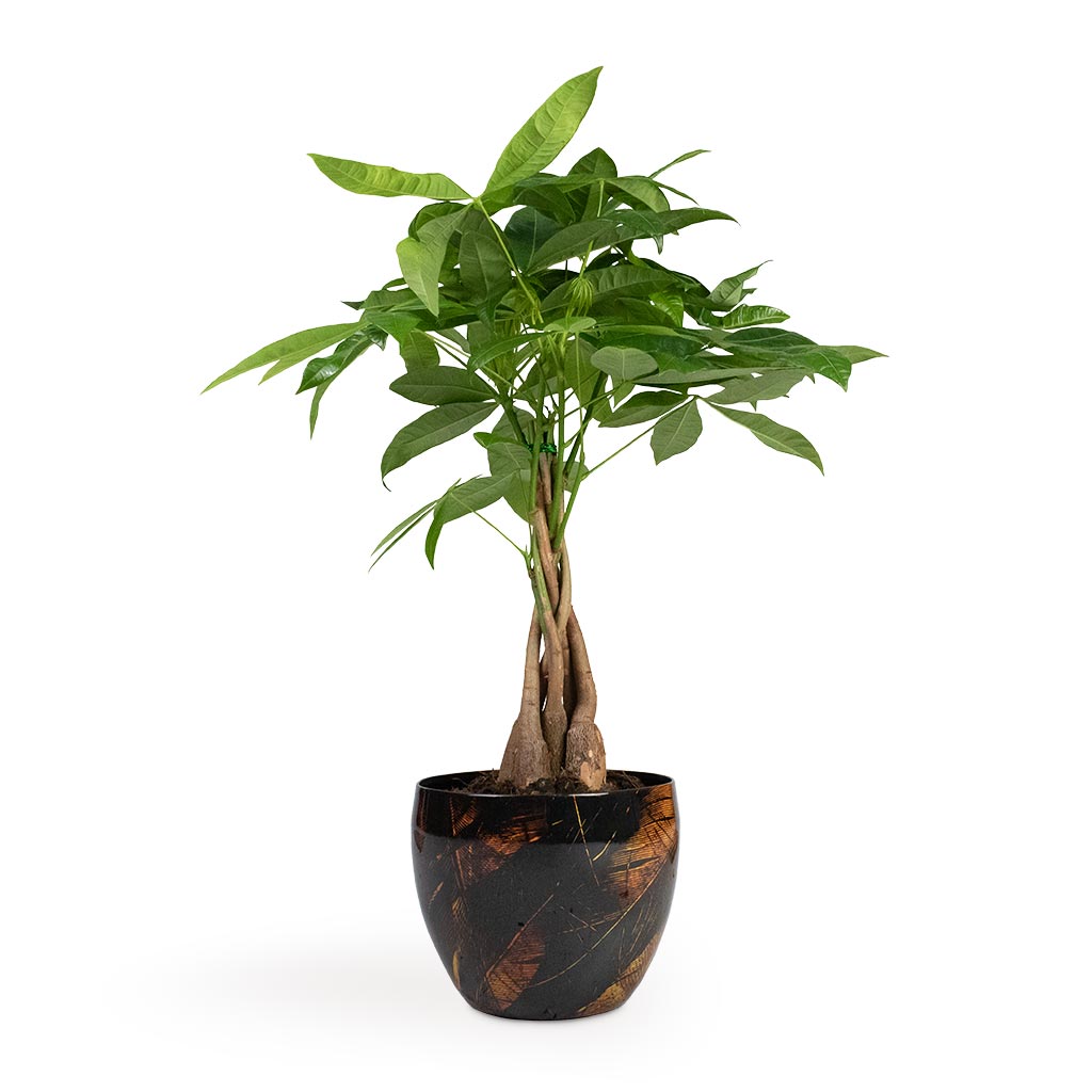 Pachira aquatica - Money Tree - Indoor Trees | Hortology