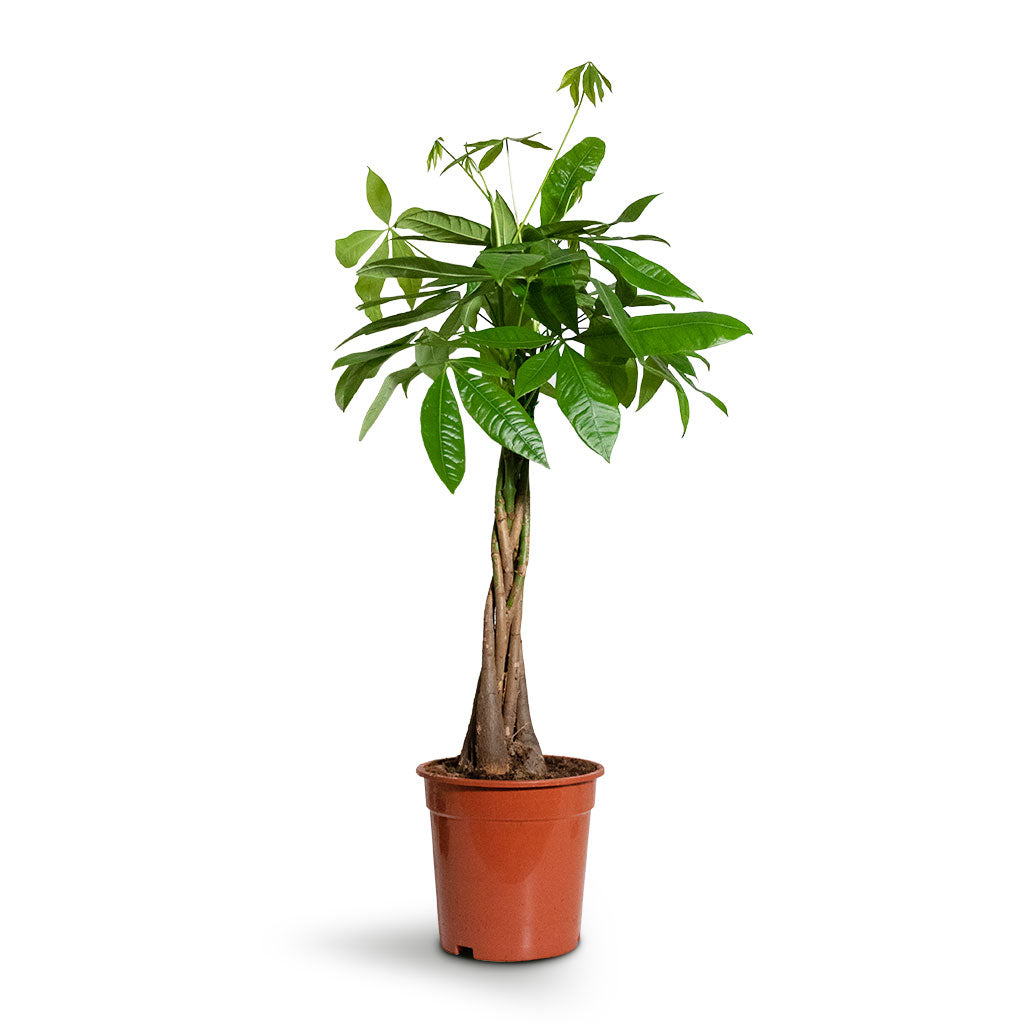 Pachira aquatica - Money Tree