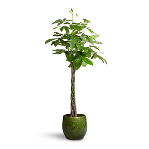 Pachira aquatica - Money Tree & Aimee Plant Pot - Pear