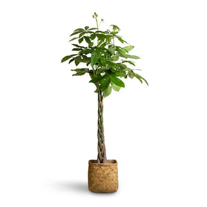 Pachira aquatica - Money Tree - 24 x 140cm  Kobe Bamboo Planter - 30 x 30 x 31cm