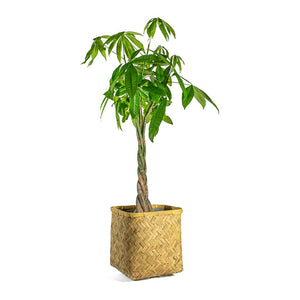 Pachira aquatica Money Tree & Kobe Bamboo Planter Plant Pot