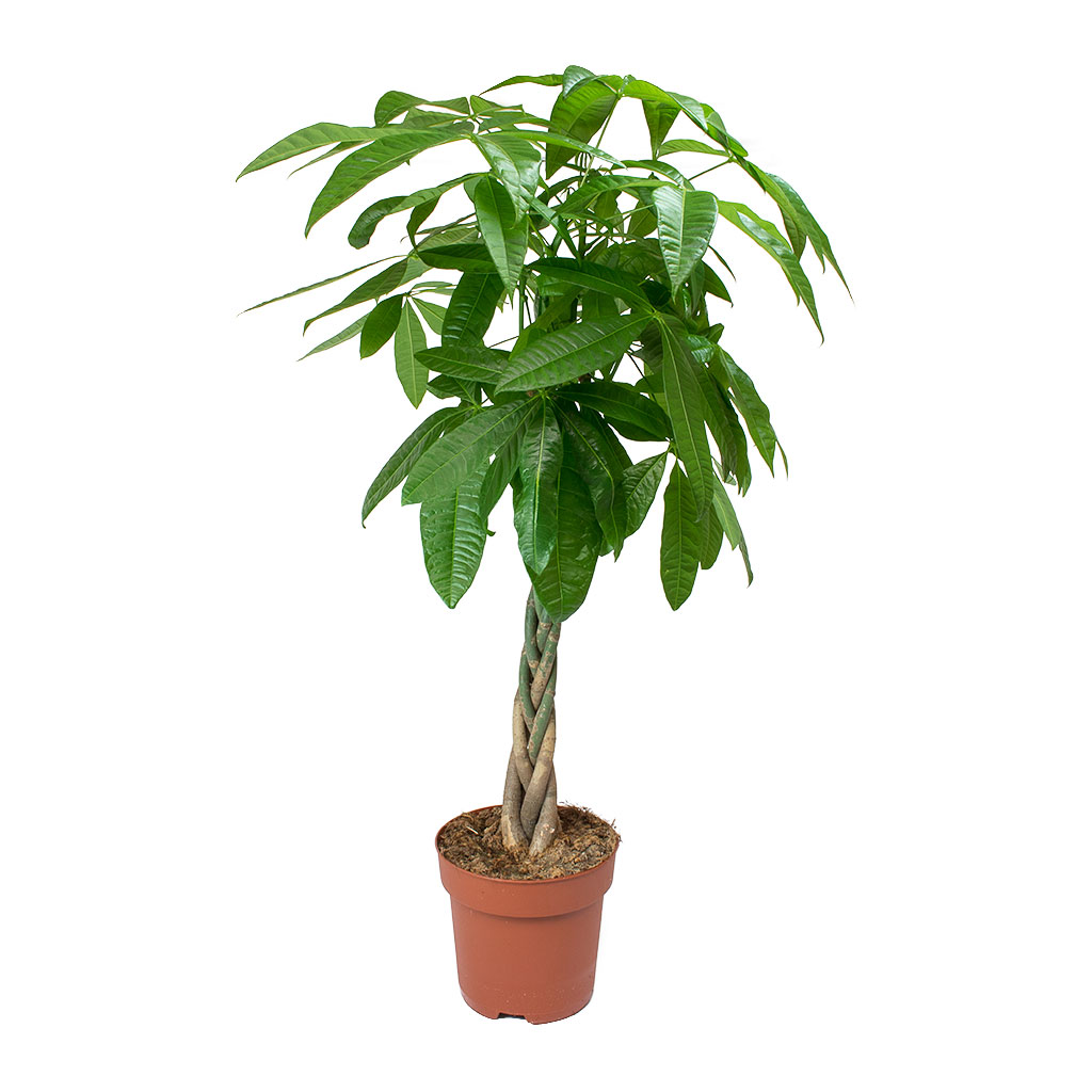 Pachira Aquatica Money Tree Indoor Trees Hortology Pachira Aquatica Money Tree Indoor Trees Hortology