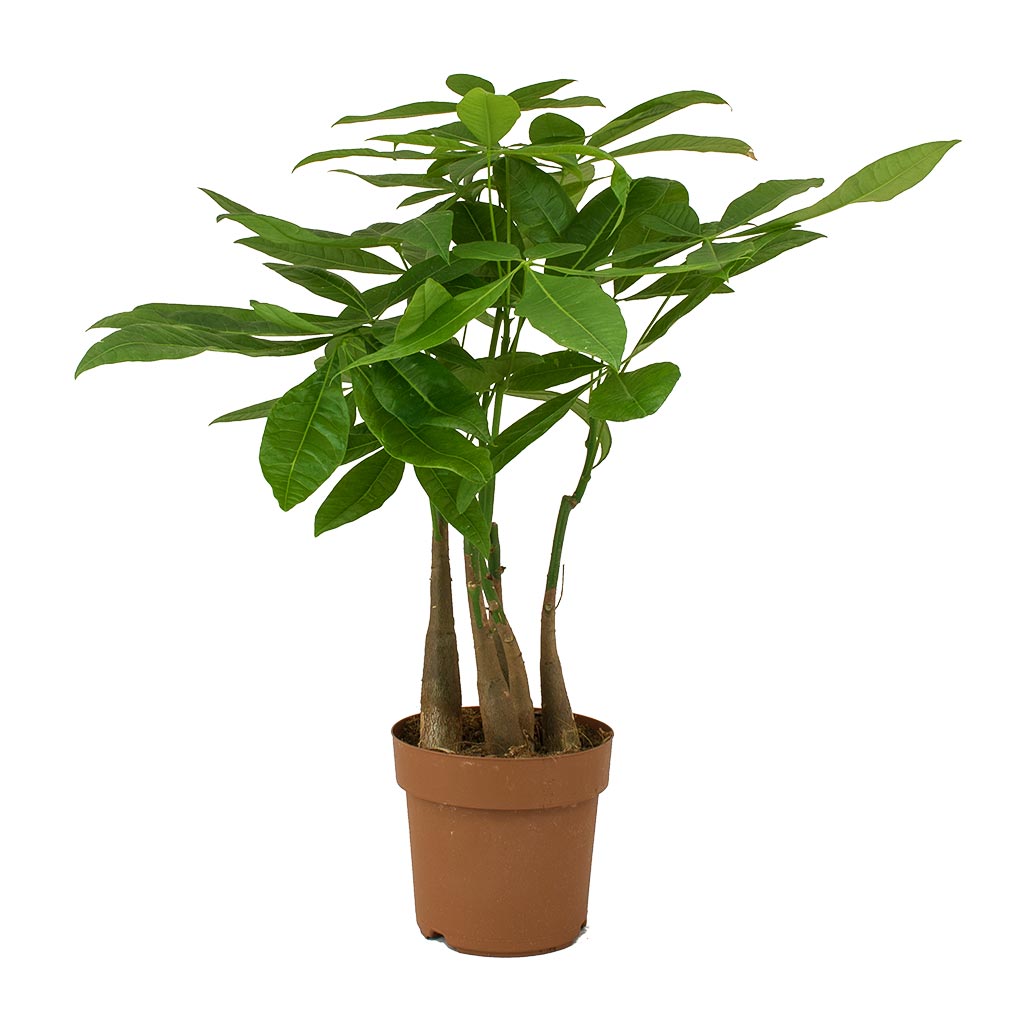Pachira aquatica - Multi Stem - Money Tree