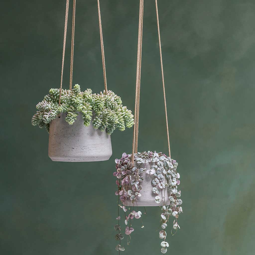 Patt Hanging Plant Pot - Grey Washed & String Of Hearts