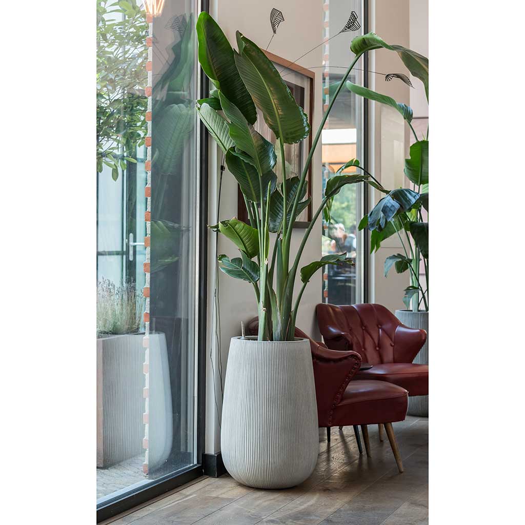 Patt High Plant Vase - Ridged Cement & Strelitzia Houseplant