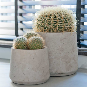 Patt Plant Pots - Grey Washed & Cacti