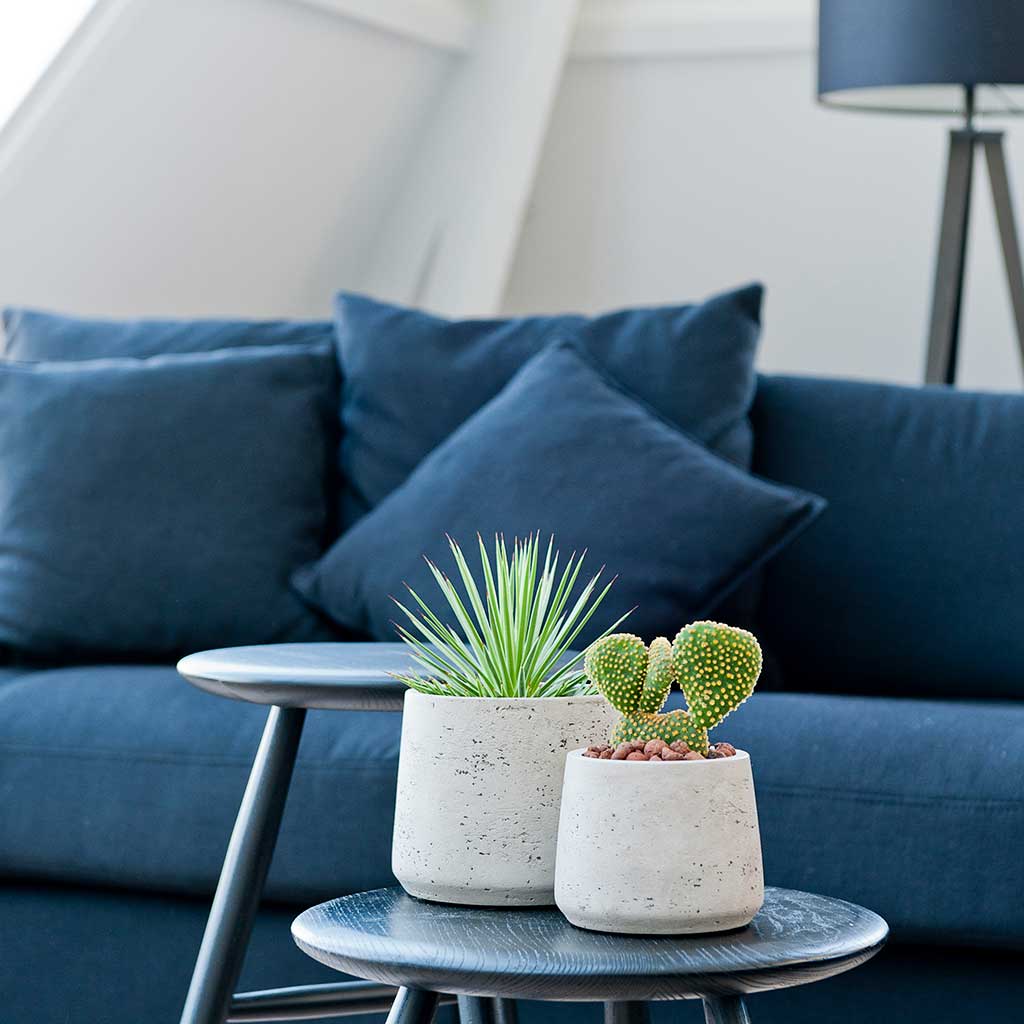 Patt Plant Pot - Grey Washed & Houseplants