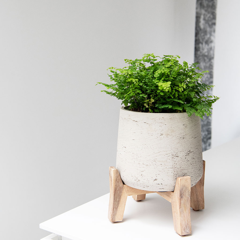 Patt Plant Pot Low Stand Grey Washed with Plants Lifestyle