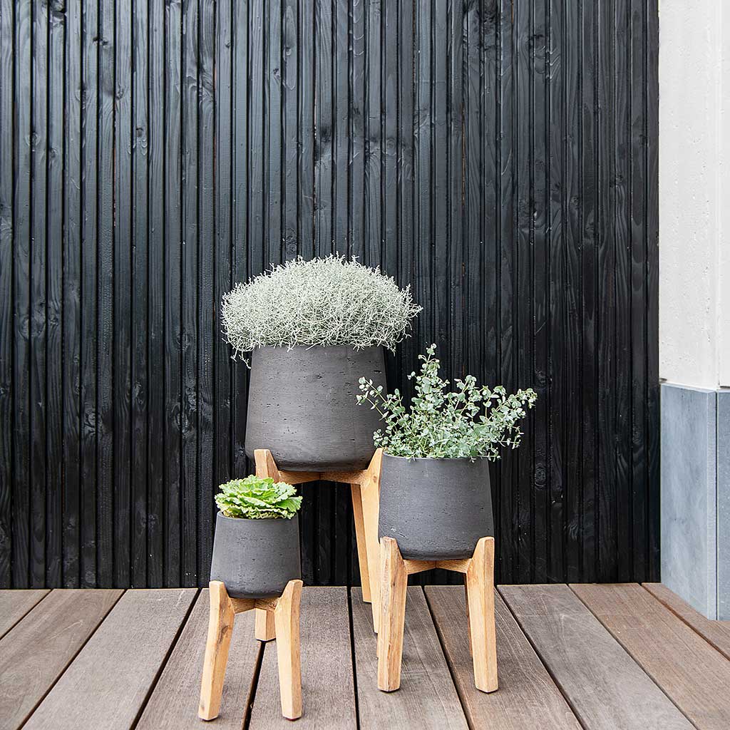 Patt Plant Pot Tall Stand Black Washed with Plants Lifestyle