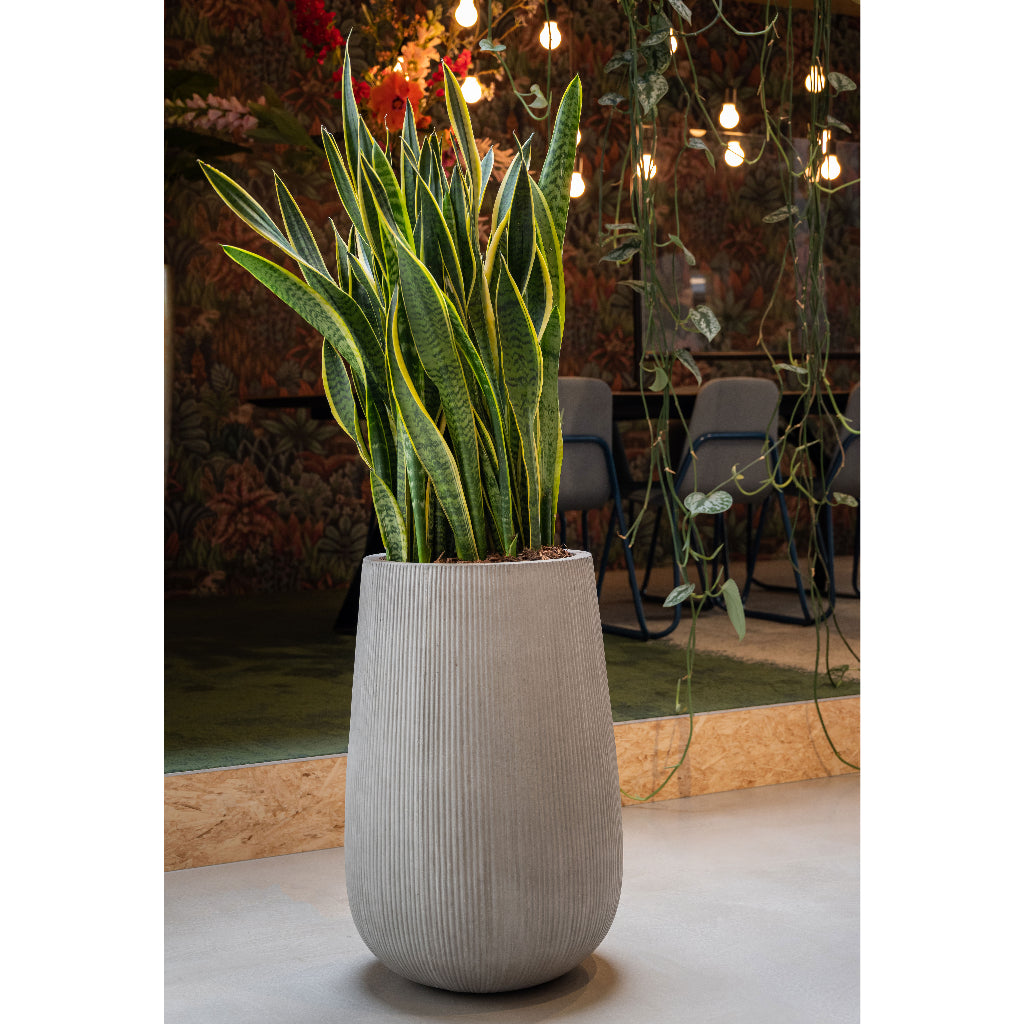 Patt High Plant Vase - Ridged Cement & Sanseveria