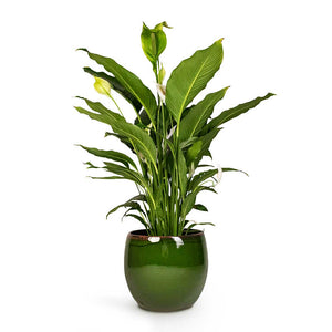Peace Lily Sebastiano Houseplant & Charlotte Plant Pot Green