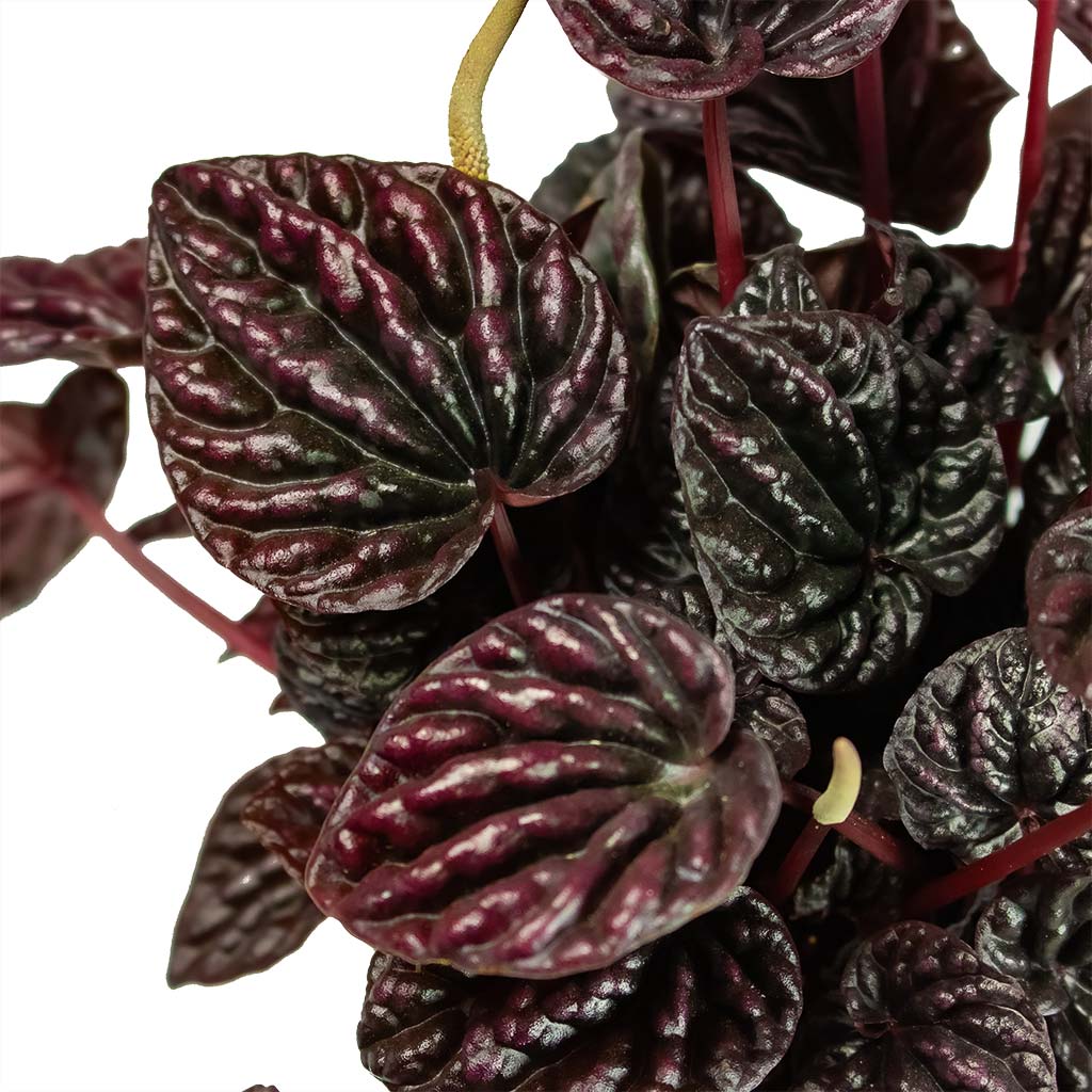 Peperomia Caperata Red Luna Houseplant Leaves