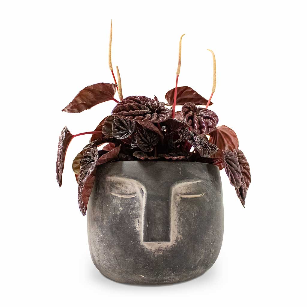 Peperomia Caperata Red Luna Houseplant & Plant Pot Head - Anthracite