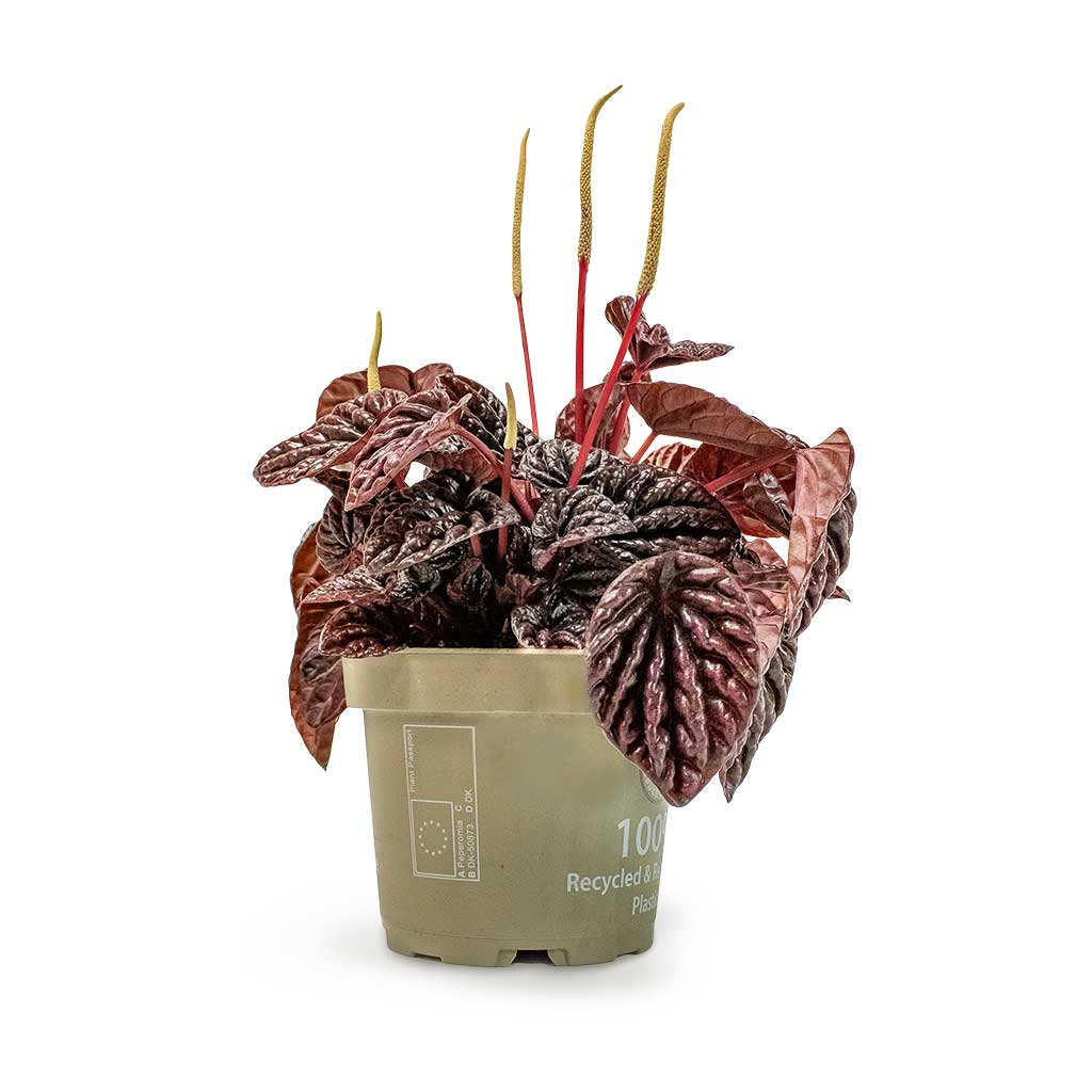 Peperomia Caperata Red Luna Houseplant
