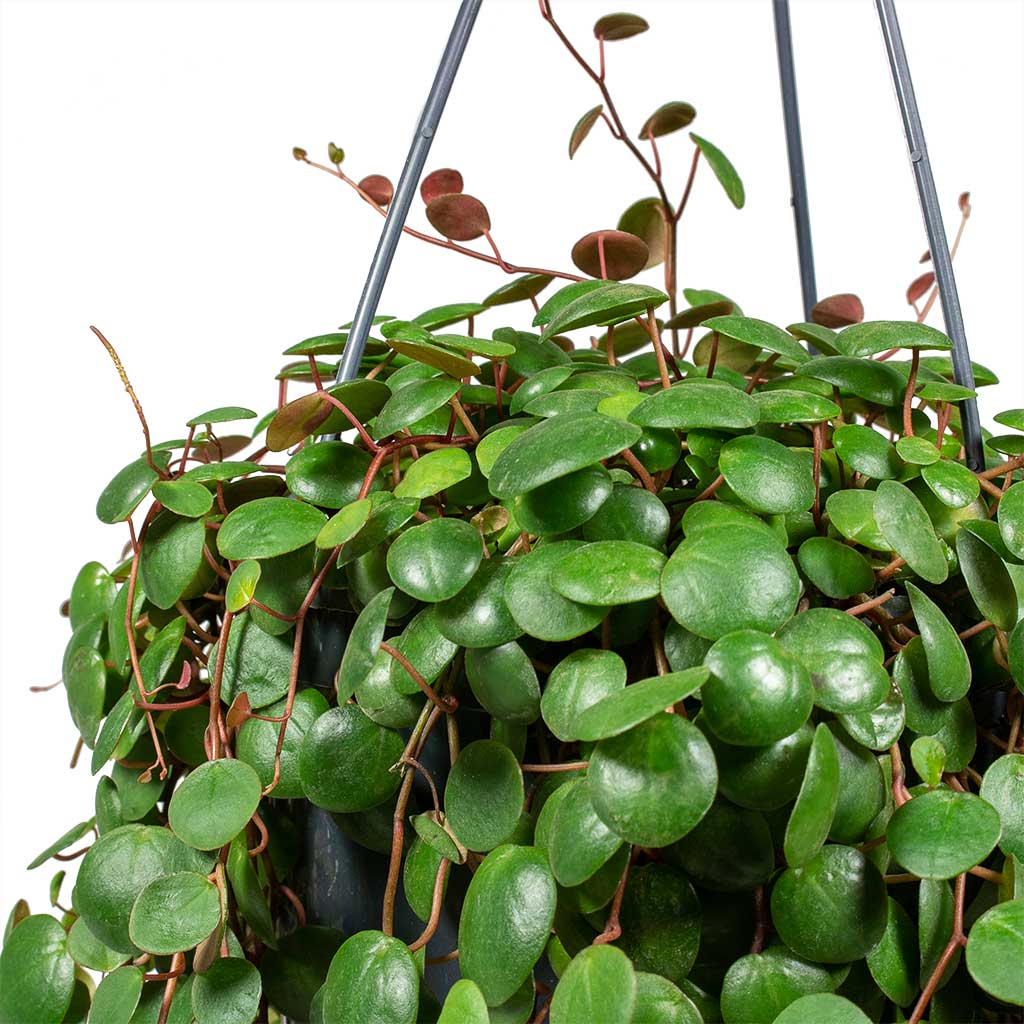 Peperomia prostrata Pepperspot - String of Coins - Leaves