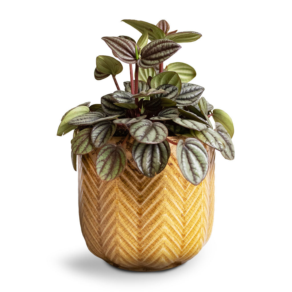 Peperomia Piccolo Banda &amp; Cecil Plant Pot - Ochre