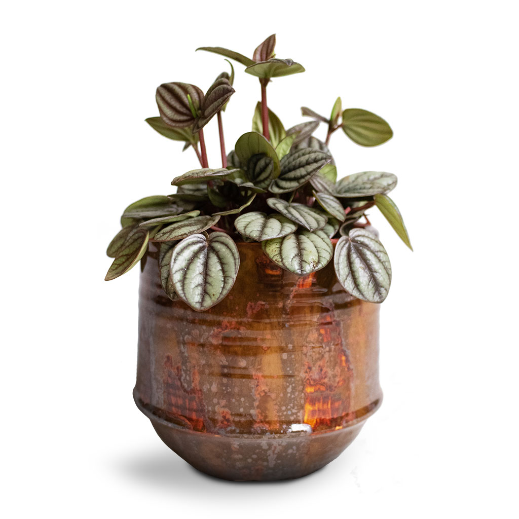 Peperomia Piccolo Banda & Noud Plant Pot - Copper