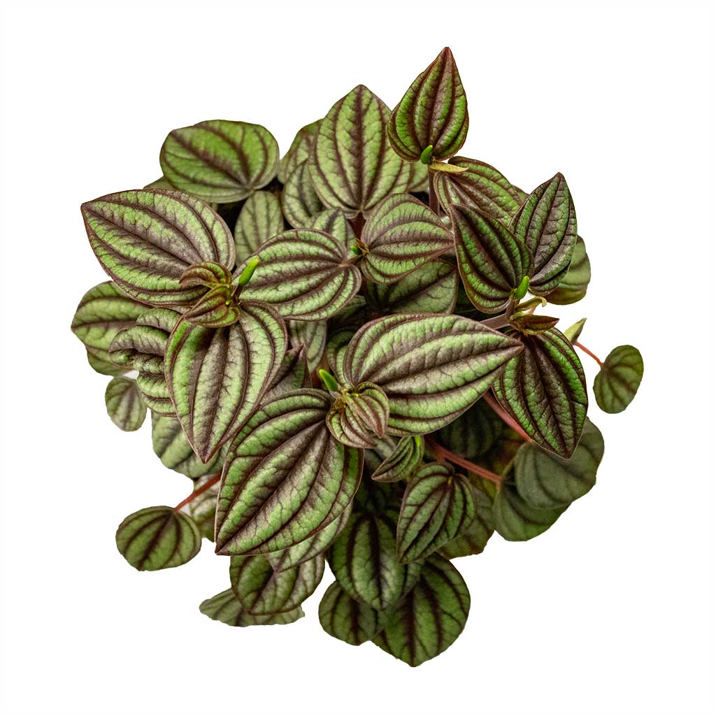 Peperomia Piccolo Banda & Noor Plant Pot - Velvet Green