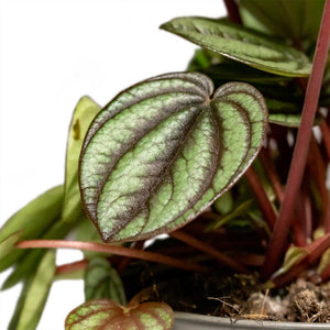 Peperomia Piccolo Banda Houseplant Leaf Close Up