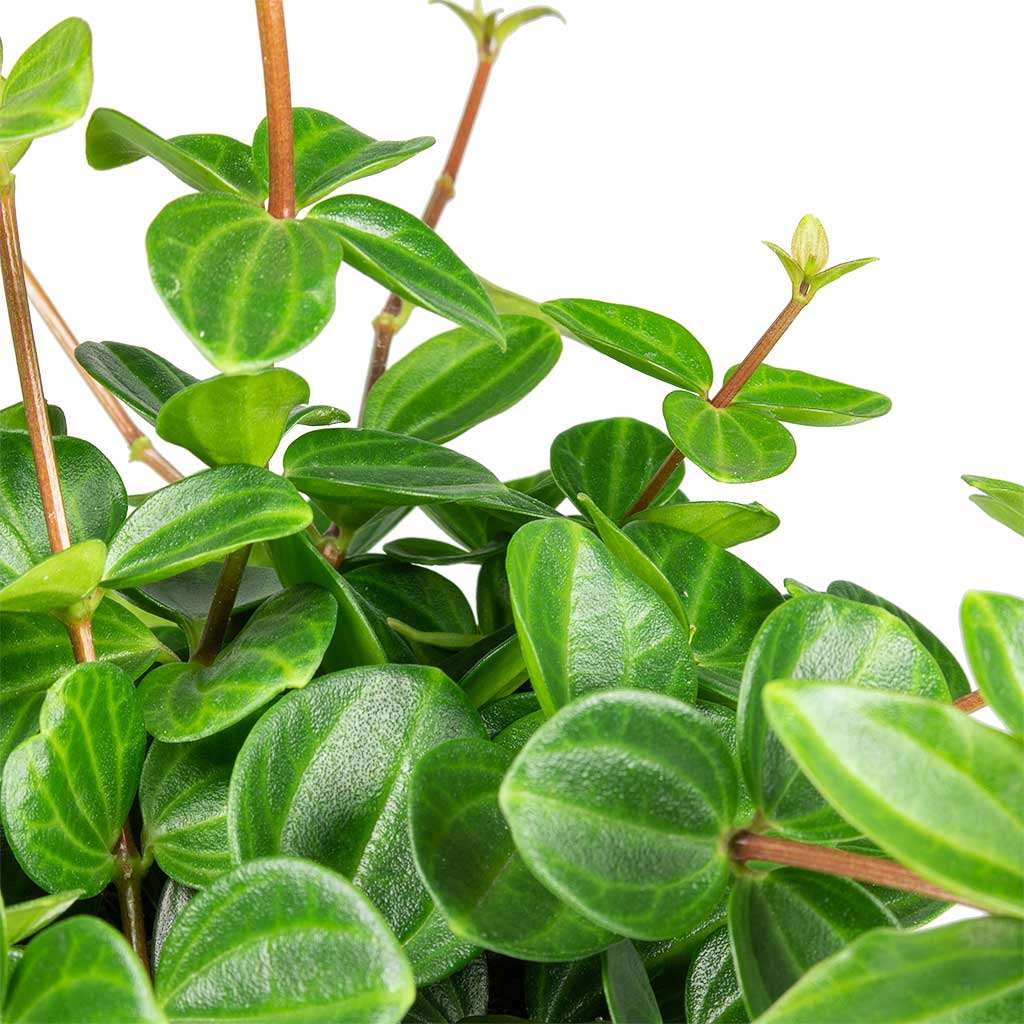 Peperomia angulata - Dark Green Beetle Radiator Plant - Leaves Detail
