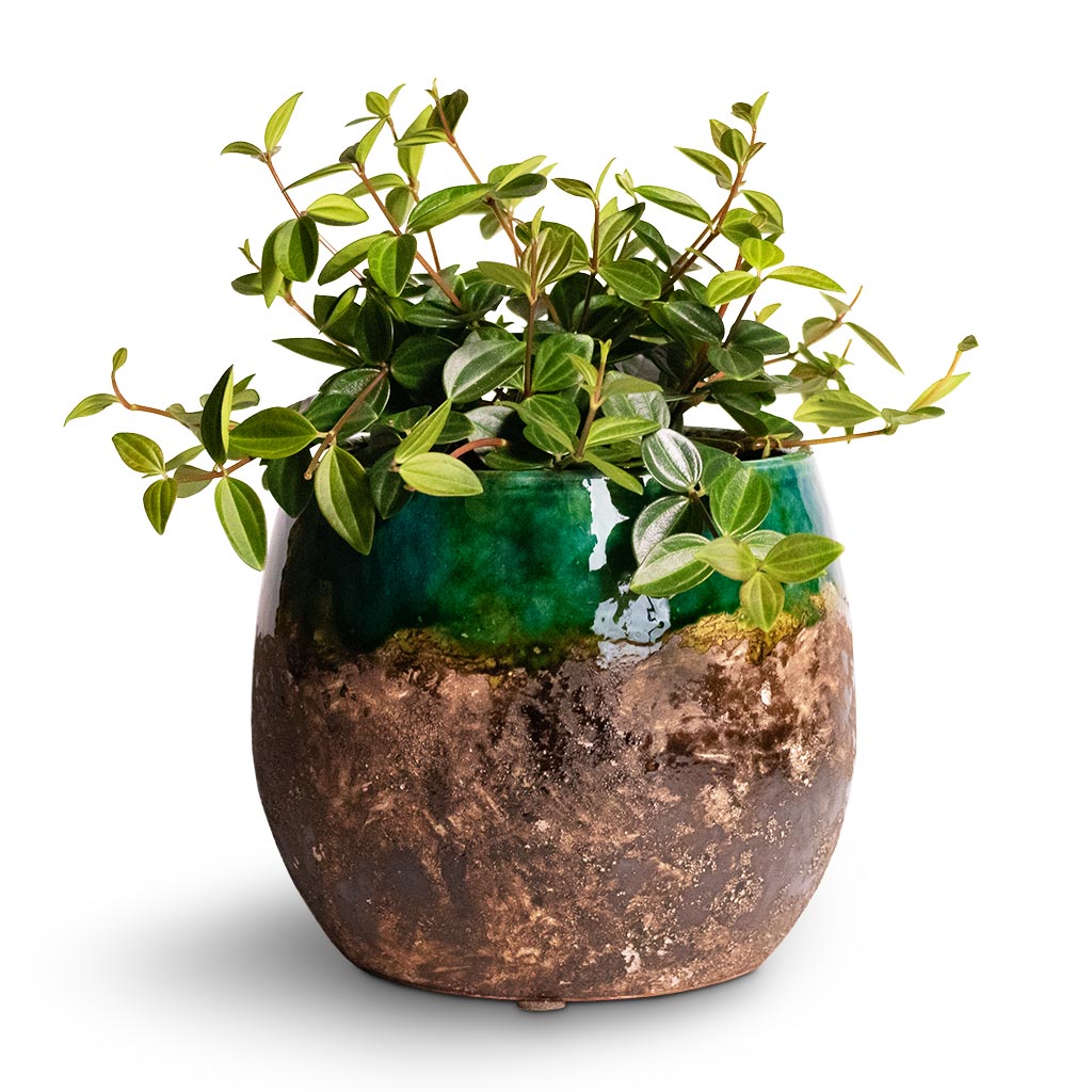 Peperomia angulata rocca scuro - Dark Green Beetle Radiator Plant &amp; Lindy Plant Pot - Black Green